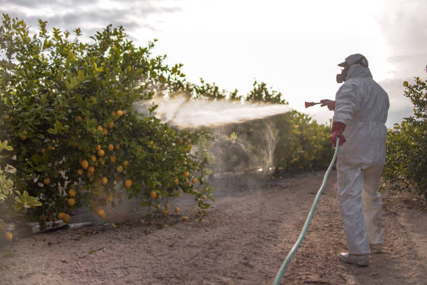 Best Affordable Pest Control Services  in Brownsville, LA