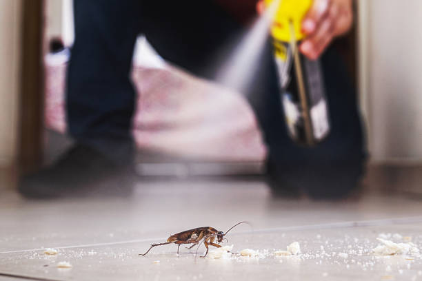 Best Residential Pest Control  in Brownsville, LA