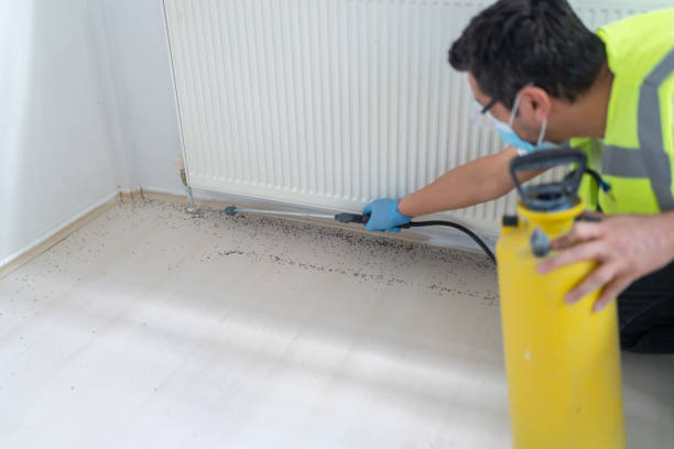Best Termite Control Services  in Brownsville, LA